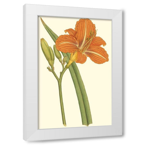 Lily Varieties I White Modern Wood Framed Art Print by Curtis
