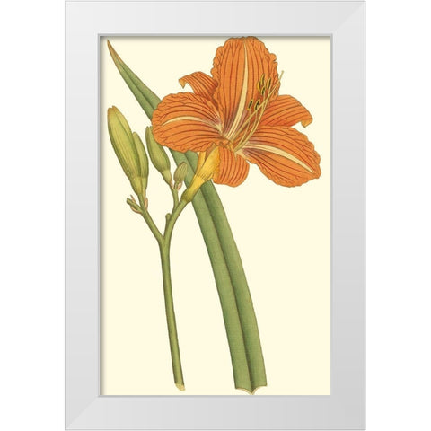Lily Varieties I White Modern Wood Framed Art Print by Curtis