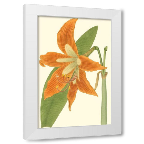 Lily Varieties II White Modern Wood Framed Art Print by Curtis