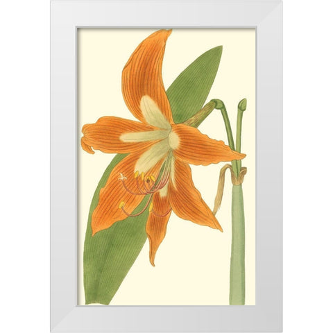 Lily Varieties II White Modern Wood Framed Art Print by Curtis