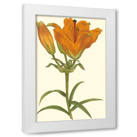 Lily Varieties III White Modern Wood Framed Art Print by Curtis
