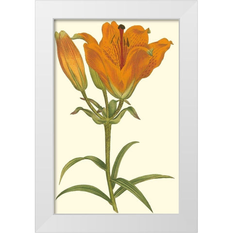 Lily Varieties III White Modern Wood Framed Art Print by Curtis