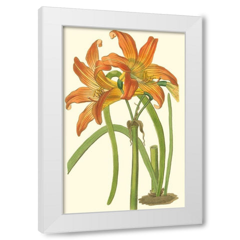 Lily Varieties IV White Modern Wood Framed Art Print by Curtis