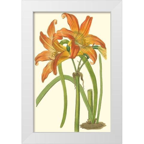 Lily Varieties IV White Modern Wood Framed Art Print by Curtis