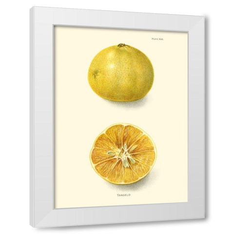 Tangelo White Modern Wood Framed Art Print by Unknown