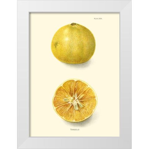 Tangelo White Modern Wood Framed Art Print by Unknown