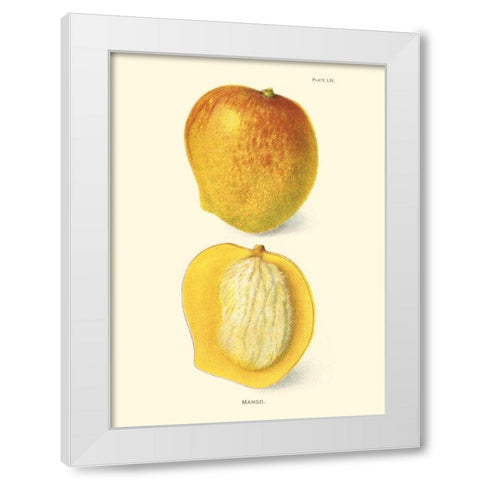 Mango White Modern Wood Framed Art Print by Unknown