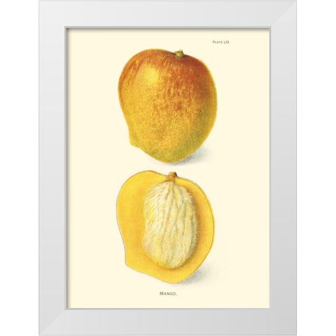 Mango White Modern Wood Framed Art Print by Unknown