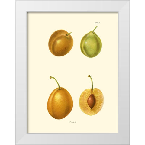 Plums I White Modern Wood Framed Art Print by Unknown