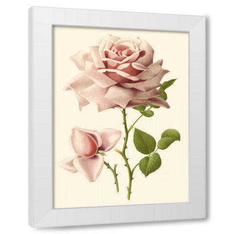 Victorian Rose I White Modern Wood Framed Art Print by Guillot, R.
