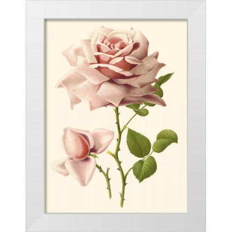 Victorian Rose I White Modern Wood Framed Art Print by Guillot, R.