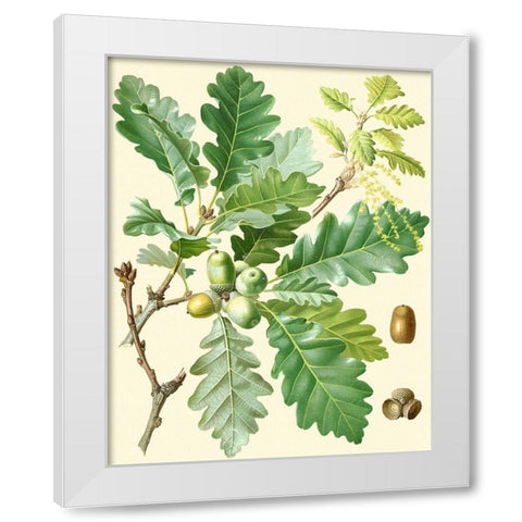 Acorns and Foliage I White Modern Wood Framed Art Print by Vision Studio