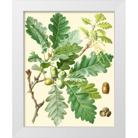 Acorns and Foliage I White Modern Wood Framed Art Print by Vision Studio