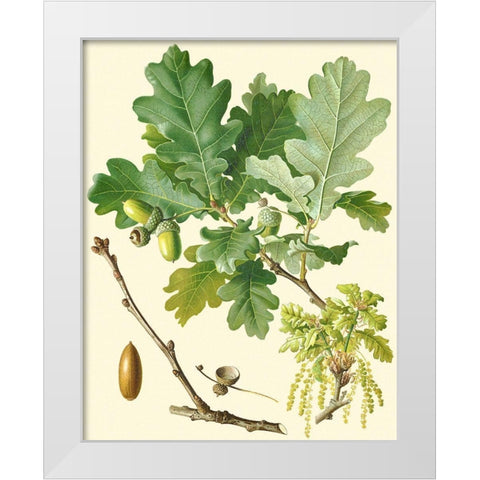 Acorns and Foliage II White Modern Wood Framed Art Print by Vision Studio