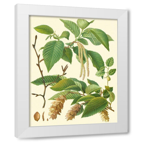 Pinecones and Foliage I White Modern Wood Framed Art Print by Vision Studio