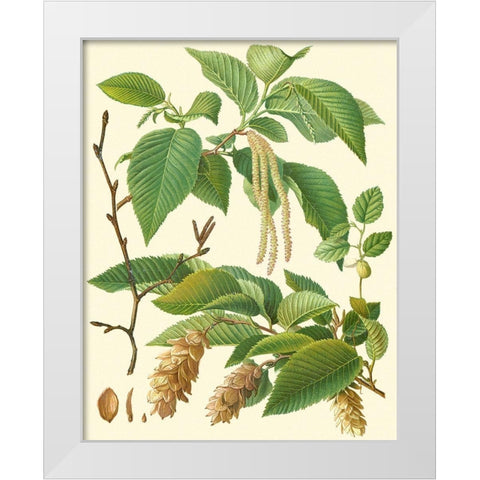 Pinecones and Foliage I White Modern Wood Framed Art Print by Vision Studio