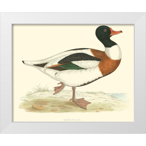 Shieldrake White Modern Wood Framed Art Print by Vision Studio