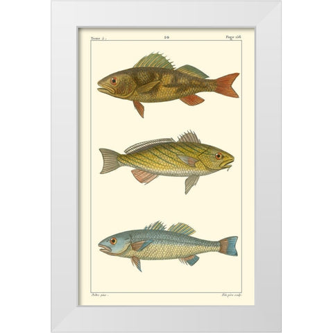 Freshwater Fish I White Modern Wood Framed Art Print by Pretre
