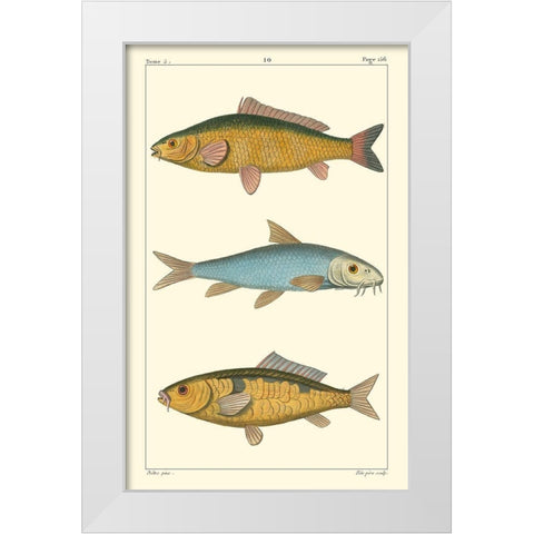 Freshwater Fish II White Modern Wood Framed Art Print by Pretre