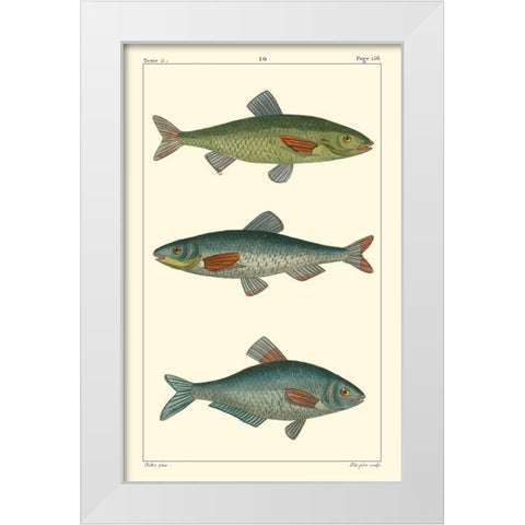 Freshwater Fish III White Modern Wood Framed Art Print by Pretre