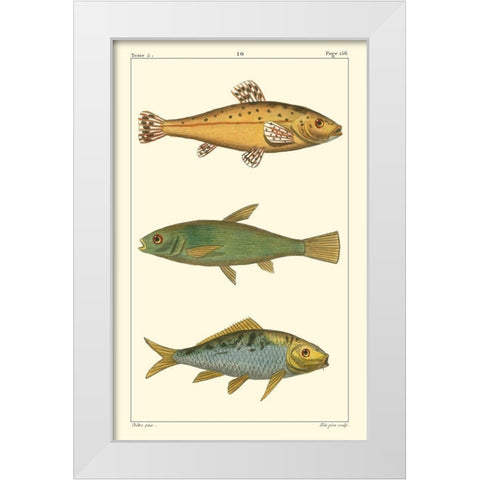 Freshwater Fish IV White Modern Wood Framed Art Print by Pretre