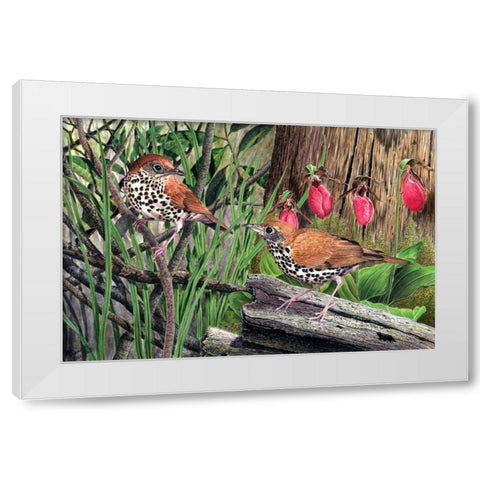Thrush White Modern Wood Framed Art Print by Dornish, Al