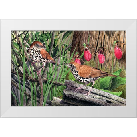 Thrush White Modern Wood Framed Art Print by Dornish, Al