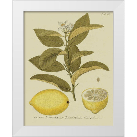 Antique Lemon White Modern Wood Framed Art Print by Unknown