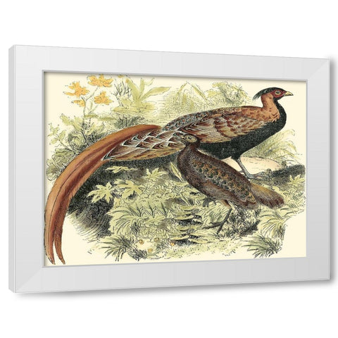 Pheasant Varieties VIII White Modern Wood Framed Art Print by Vision Studio