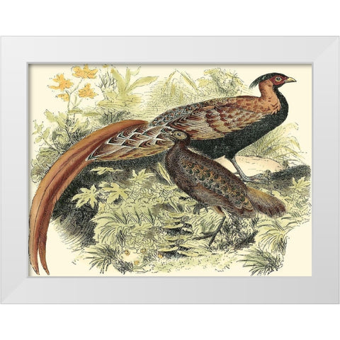 Pheasant Varieties VIII White Modern Wood Framed Art Print by Vision Studio
