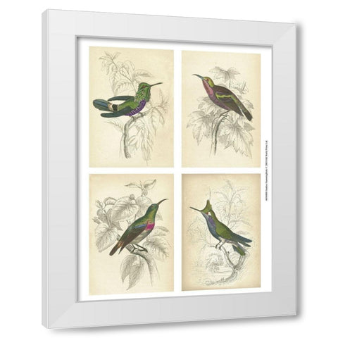 Jardine Hummingbirds White Modern Wood Framed Art Print by unknown