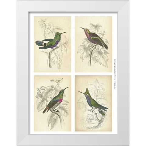 Jardine Hummingbirds White Modern Wood Framed Art Print by unknown