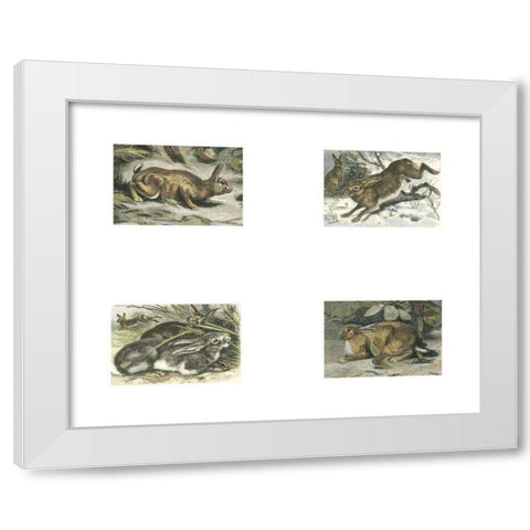 Micro Bunnies White Modern Wood Framed Art Print by Unknown