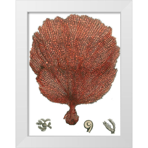 Red Coral (N) II White Modern Wood Framed Art Print by Vision Studio
