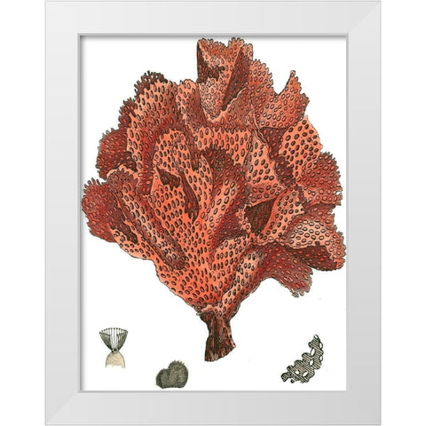 Red Coral (N) IV White Modern Wood Framed Art Print by Vision Studio