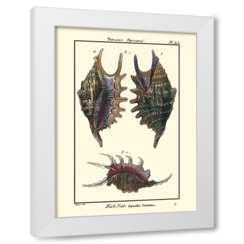 Sea Shells VIII White Modern Wood Framed Art Print by Diderot, Denis