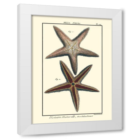 Sea Shells XI White Modern Wood Framed Art Print by Diderot, Denis