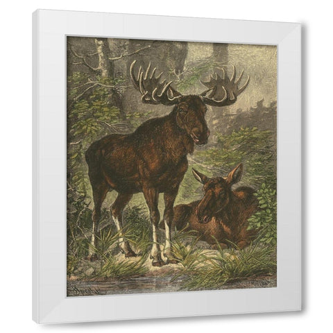 Small Moose White Modern Wood Framed Art Print by Specht, Friedrich