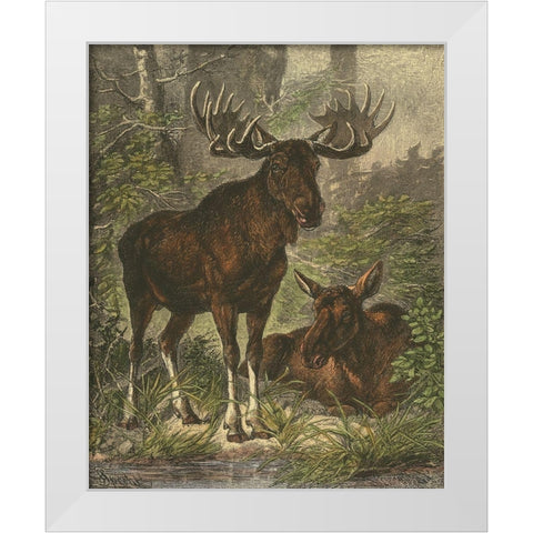 Small Moose White Modern Wood Framed Art Print by Specht, Friedrich