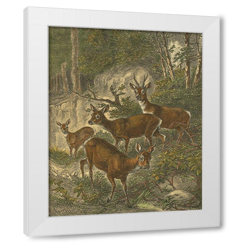 Small Roe Deer White Modern Wood Framed Art Print by Specht, Friedrich