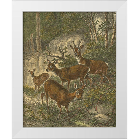 Small Roe Deer White Modern Wood Framed Art Print by Specht, Friedrich