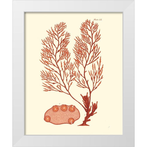 Shades of Coral II White Modern Wood Framed Art Print by Vision Studio