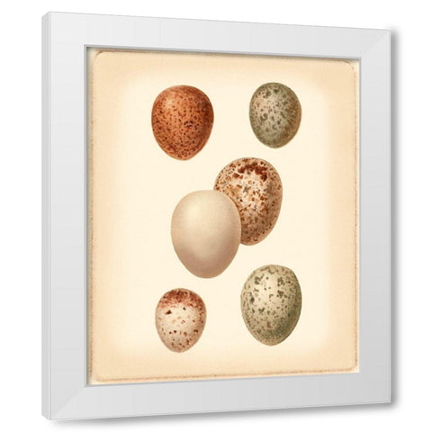 Bird Egg Study III White Modern Wood Framed Art Print by Vision Studio
