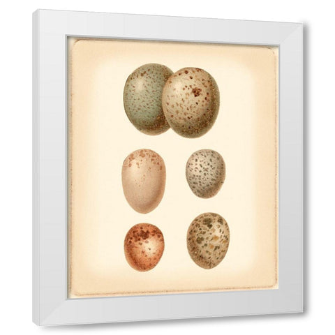 Bird Egg Study IV White Modern Wood Framed Art Print by Vision Studio