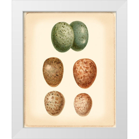 Bird Egg Study V White Modern Wood Framed Art Print by Vision Studio