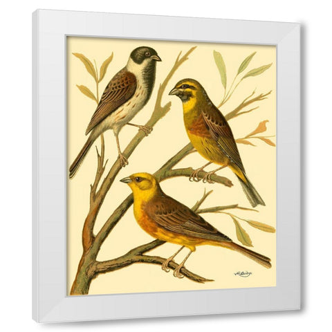 Domestic Bird Family I White Modern Wood Framed Art Print by Rutledge, W.