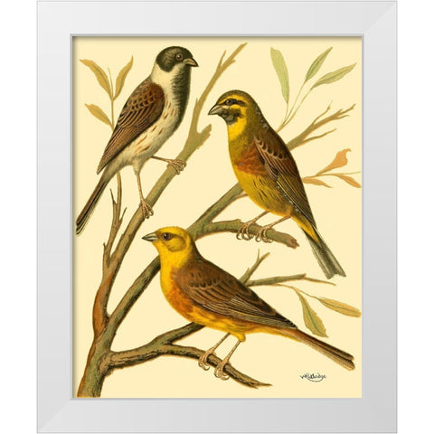 Domestic Bird Family I White Modern Wood Framed Art Print by Rutledge, W.