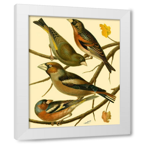Domestic Bird Family II White Modern Wood Framed Art Print by Rutledge, W.