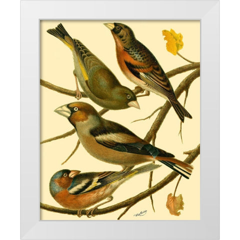 Domestic Bird Family II White Modern Wood Framed Art Print by Rutledge, W.