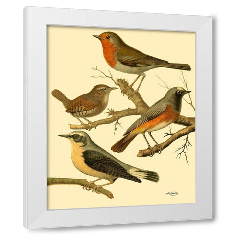 Domestic Bird Family III White Modern Wood Framed Art Print by Rutledge, W.